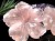ローズクォーツ 紅石英 桜 さくら 国花
