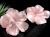 ローズクォーツ 紅石英 桜 さくら 国花
