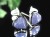 天然石 ピアス アクセサリー Silver925