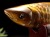 アロワナ 置物 タイガーアイ 龍魚 彫刻