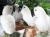 鳥 置物 オウム フクロウ イーグル 風水