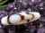 希少財神白天珠 至純天珠 天珠 天珠卸 てんじゅ