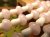 mushroom-3.JPG