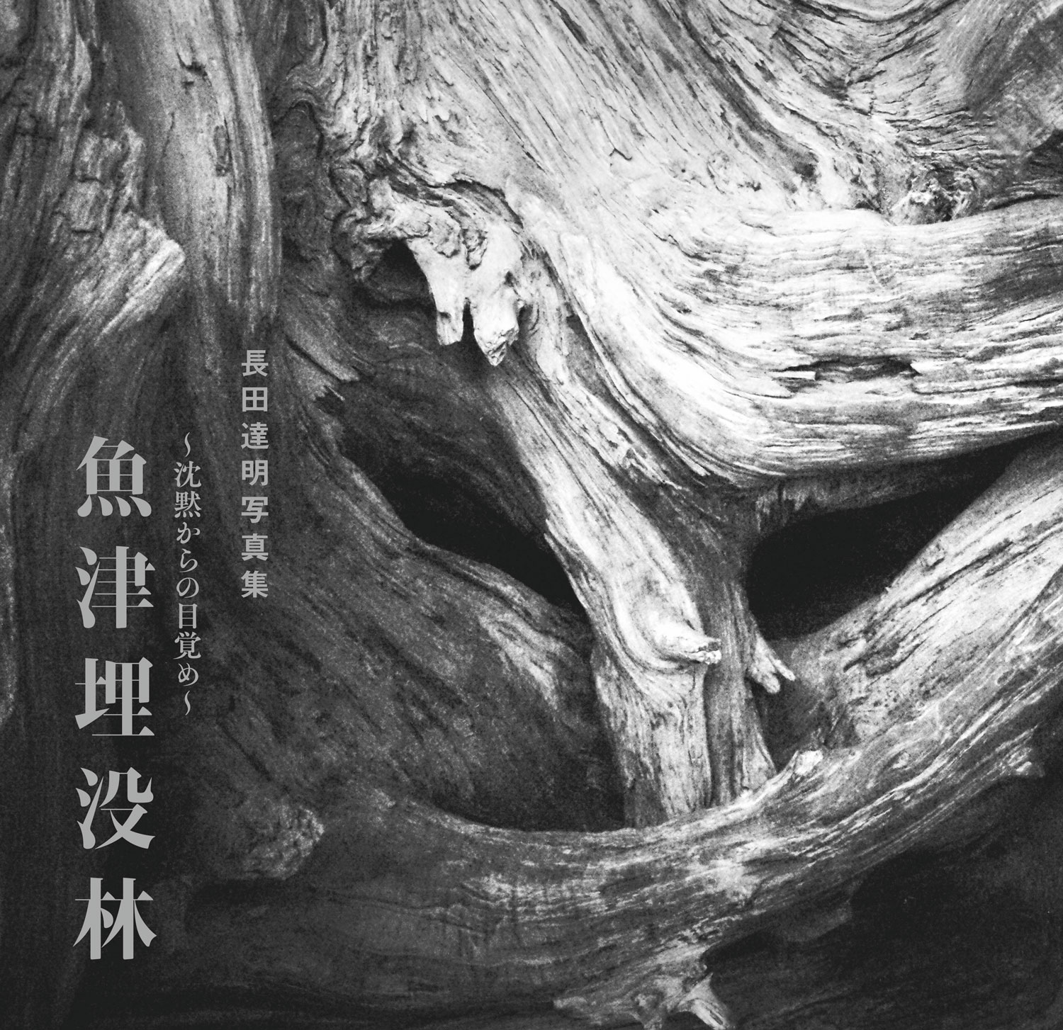 沈黙からの目覚め　魚津埋没林