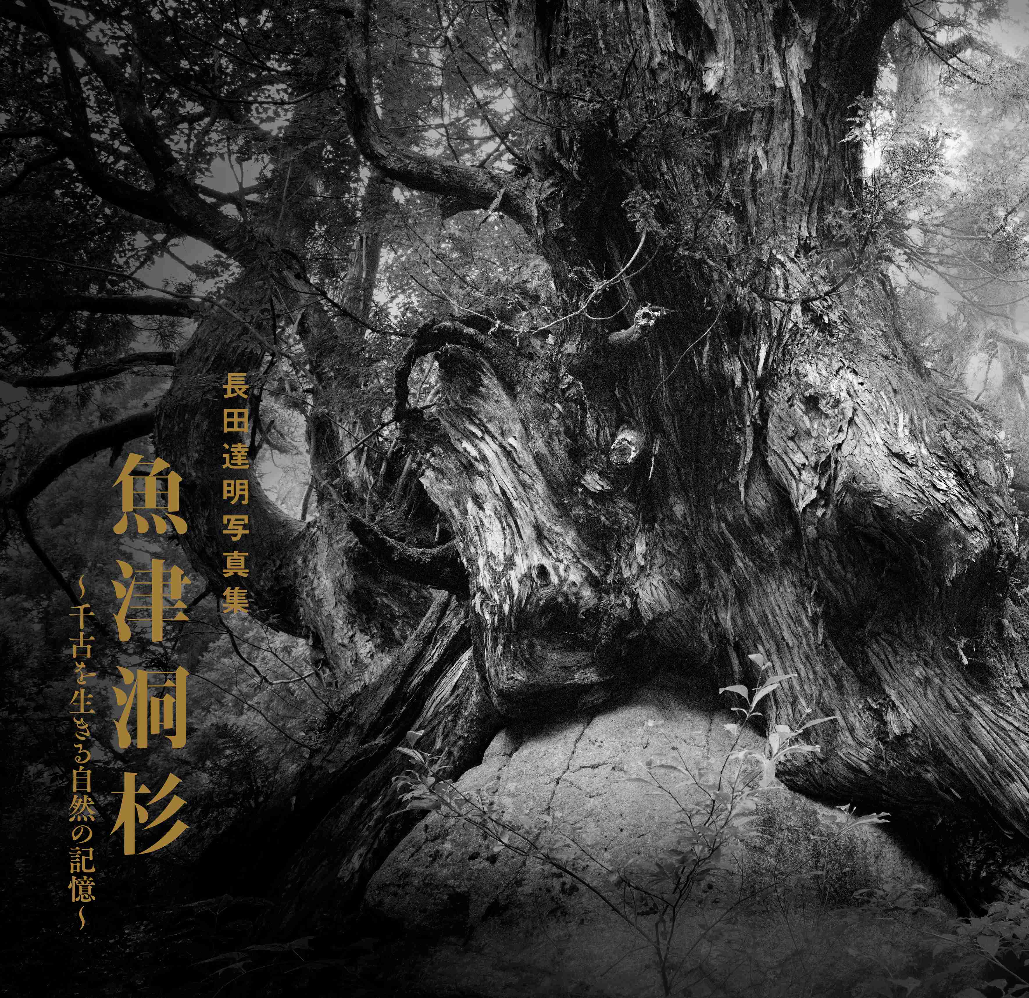 魚津洞杉　～千古を生きる自然の記憶～