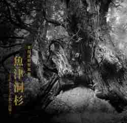 魚津洞杉　～千古を生きる自然の記憶～