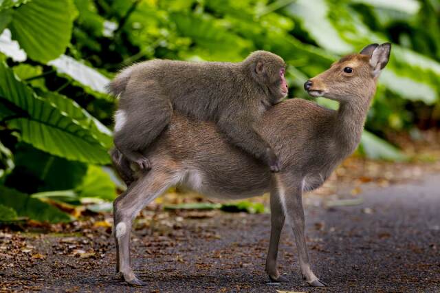 旅猿シーズン18までセット 欠品一枚あります ９３枚セット アカチャンホンポ（赤ちゃん本舗）の公式ネット通販 ｜おさるの