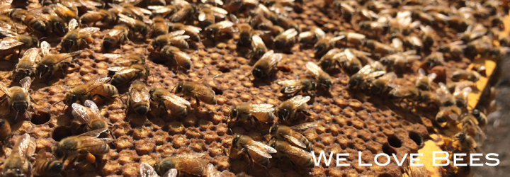 We Love Bees
