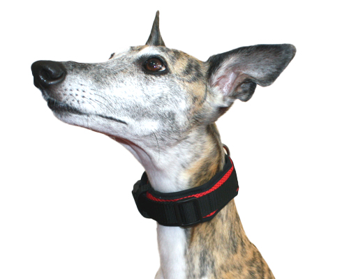 メッシュミドルハイネックカラー　イタグレサイズ