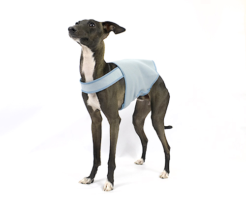 タミーバンド(デュアルウォームボンバー)　イタグレサイズ