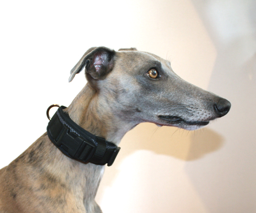 メッシュミドルハイネックカラー　ウィペットサイズ