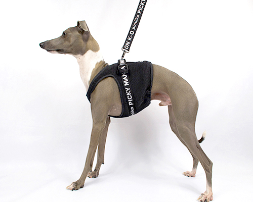 ロゴテープハーネス　ウィペットサイズ