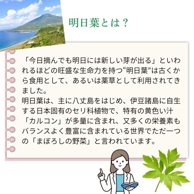 明日葉100%