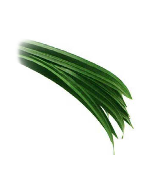 生鮮 パンダナスリーフ(70g)/PANDANUS LEAVES(70g)