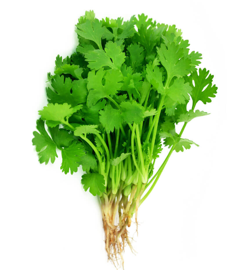 パックチー(70g)/CORIANDER