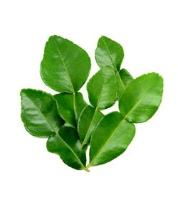 生鮮 カファーライムリーフ(50g)/KAFFIR LIME LEAF(50g)