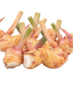 生鮮 ガランガル(500g)/GALANGAL(500g)