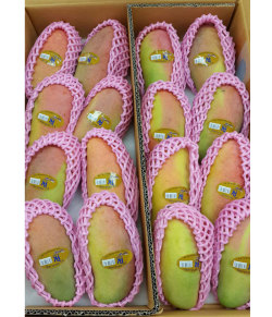 フレッシュマンゴー(マハチャノック類)4.5kg (10個-14個)