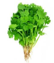 パックチー(70g)/CORIANDER