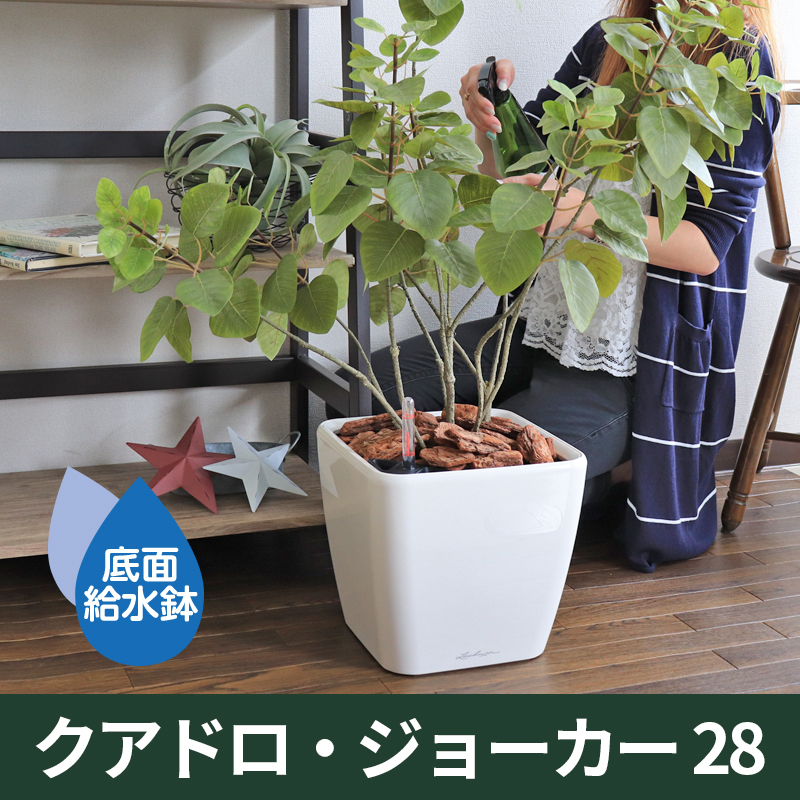 小さな壺　高さ　6cm ドイツ製プランター『LECHUZA・レチューザ』クアドロジョーカー28