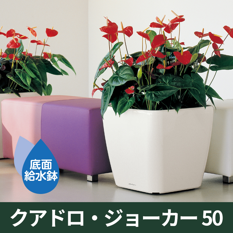 送料無料｜底面給水機能付きプランター【レチューザプレミアム】クアドロ・ジョーカー50　LECHUZA　プラスチック製