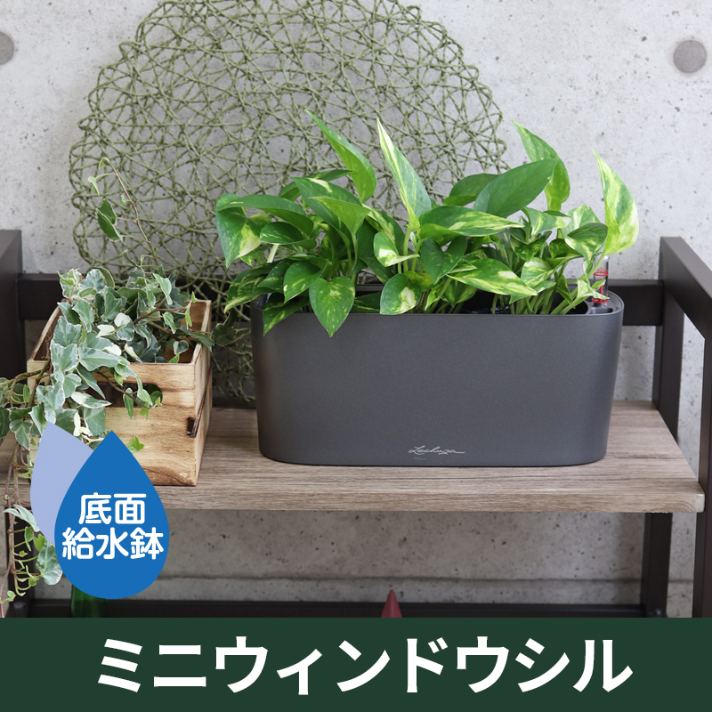底面給水機能付きプランター【レチューザプレミアム】ミニウィンドウシル　LECHUZA　プラスチック製