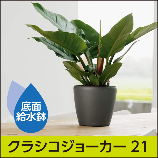 底面給水機能付きプランター【レチューザプレミアム】クラシコ・ジョーカー21・LECHUZA・プラスチック製