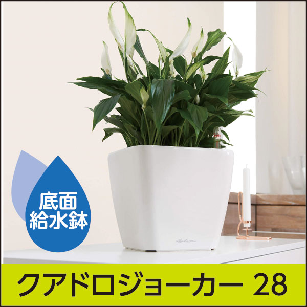 ドイツ製プランター Lechuza レチューザ クアドロジョーカー28 底面給水鉢