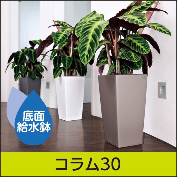 ☆送料無料☆底面給水機能付きプランター【レチューザエコノミー】コラム30・LECHUZA・プラスチック製