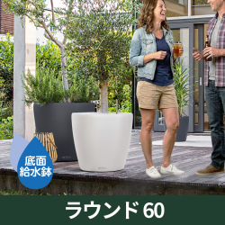 超絶品。山採りモチツツジ2.8M(鉢底から) 超絶品。山採りモチツツジ2.8