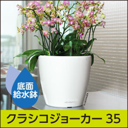 底面給水鉢 レチューザ・ラウンド35