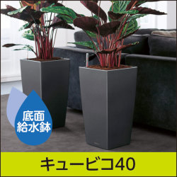エバーフレッシュ♪ 水切れ安心•底面給水型プランター 植物の水やりが簡単になる鉢】エバーフレッシュの植え替え【レチューザ
