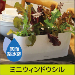 LECHUZAレチューザ』マックスキュービ｜底面給水鉢