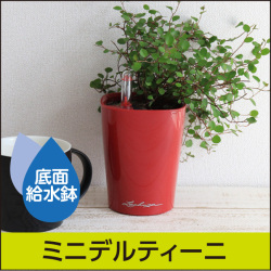 LECHUZAレチューザ』マックスキュービ｜底面給水鉢