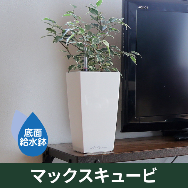 底面給水機能付きプランター【レチューザプレミアム】マックスキュービ　LECHUZA　プラスチック製