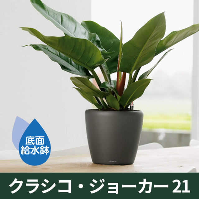 底面給水機能付きプランター【レチューザプレミアム】クラシコ・ジョーカー21　LECHUZA　プラスチック製