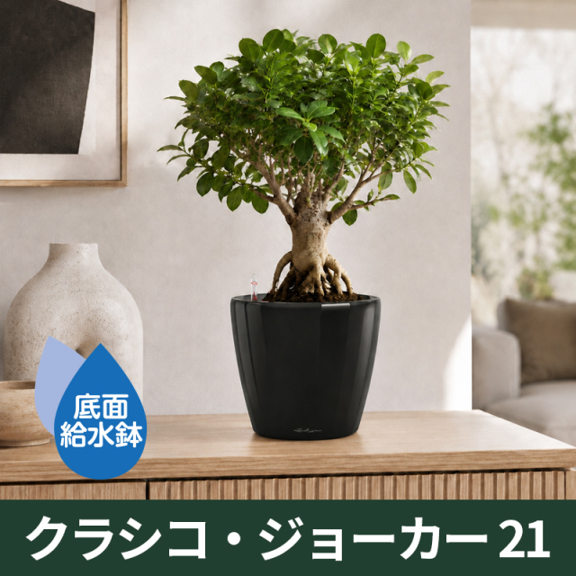 底面給水機能付きプランター【レチューザプレミアム】クラシコ・ジョーカー21　LECHUZA　プラスチック製