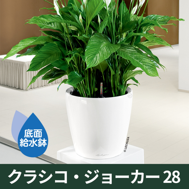 底面給水機能付きプランター【レチューザプレミアム】クラシコ・ジョーカー28　ホワイト　LECHUZA　プラスチック製