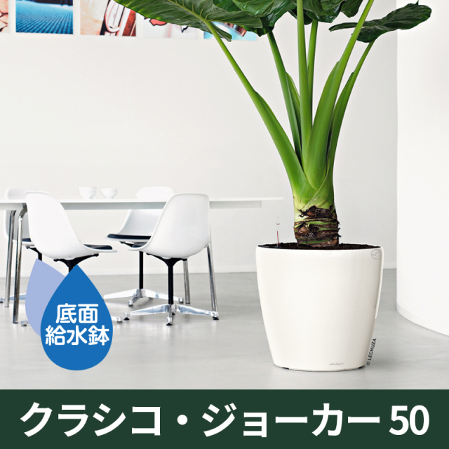 送料無料｜底面給水機能付きプランター【レチューザプレミアム】クラシコ・ジョーカー50　LECHUZA　プラスチック製