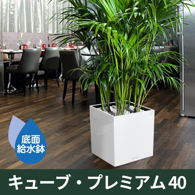 送料無料｜底面給水機能付きプランター【レチューザプレミアム】キューブ・プレミアム40　LECHUZA　プラスチック製