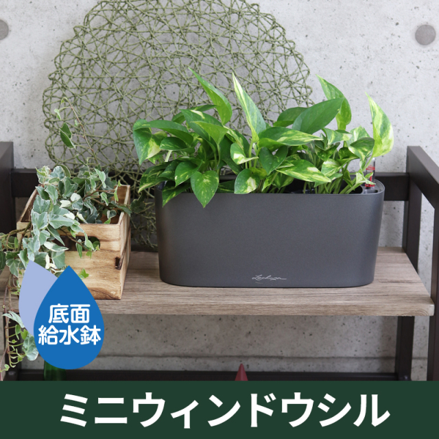 底面給水機能付きプランター【レチューザプレミアム】ミニウィンドウシル　LECHUZA　プラスチック製
