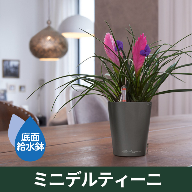 ドイツ製『LECHUZA・レチューザ』ミニデルティーニ｜底面給水機能付き