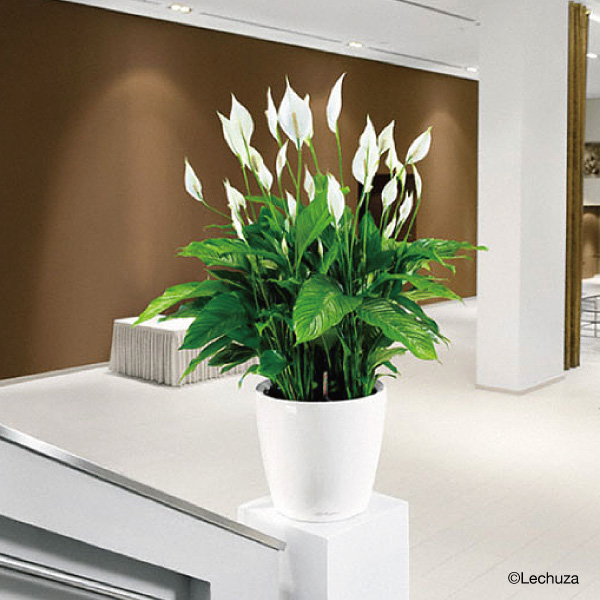 クラシコジョーカー