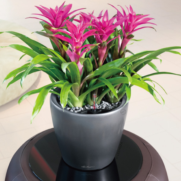 クラシコジョーカー