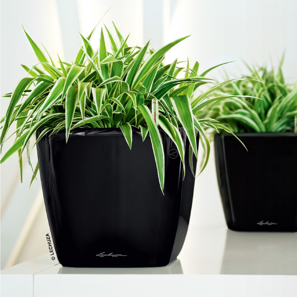 クアドロジョーカー