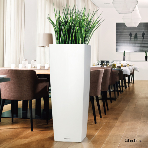 LECHUZAレチューザ』キュービコアルト｜底面給水鉢