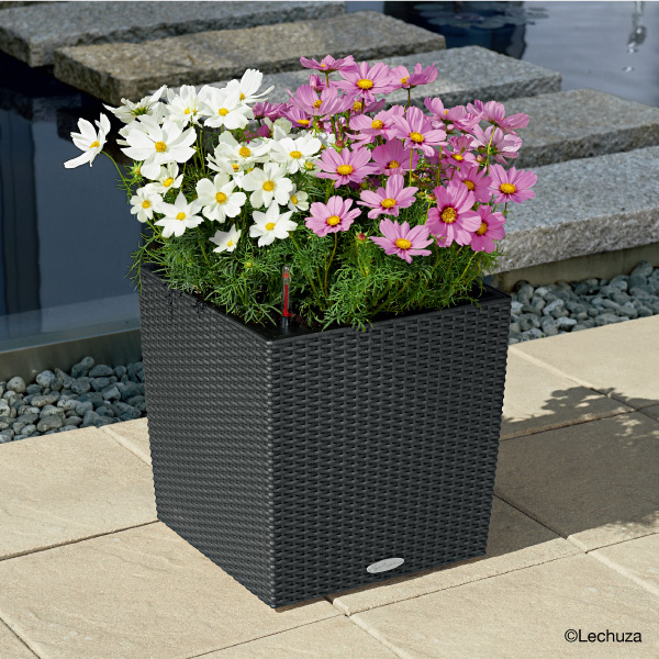 コテージキューブ