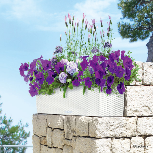 レチューザバルコネラ