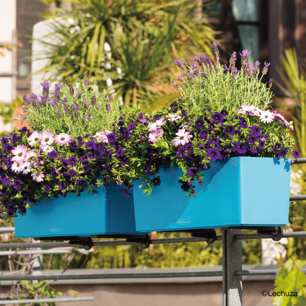 レチューザバルコネラ