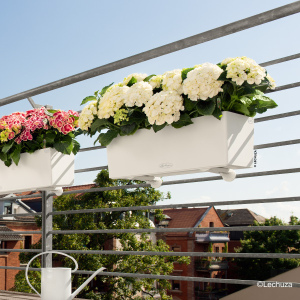 レチューザバルコネラ